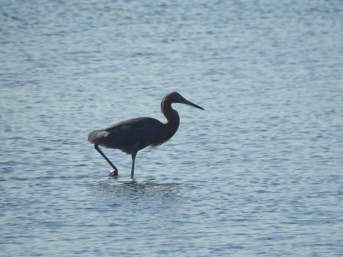 Reddish Egret - ML622147084