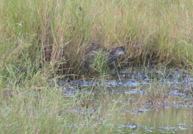 Common Gallinule - ML622147085