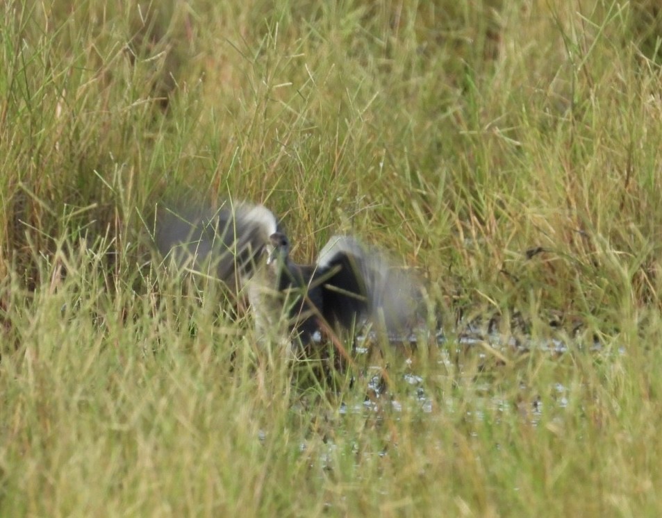 Common Gallinule - ML622147086