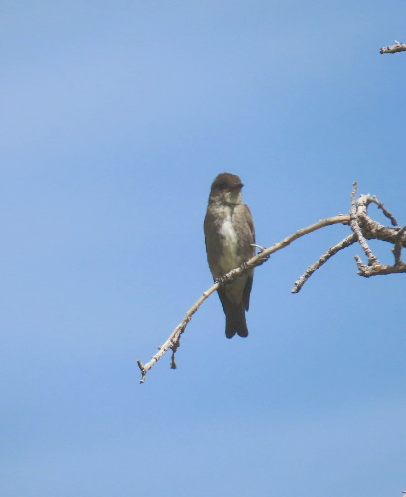 Olive-sided Flycatcher - ML622147087