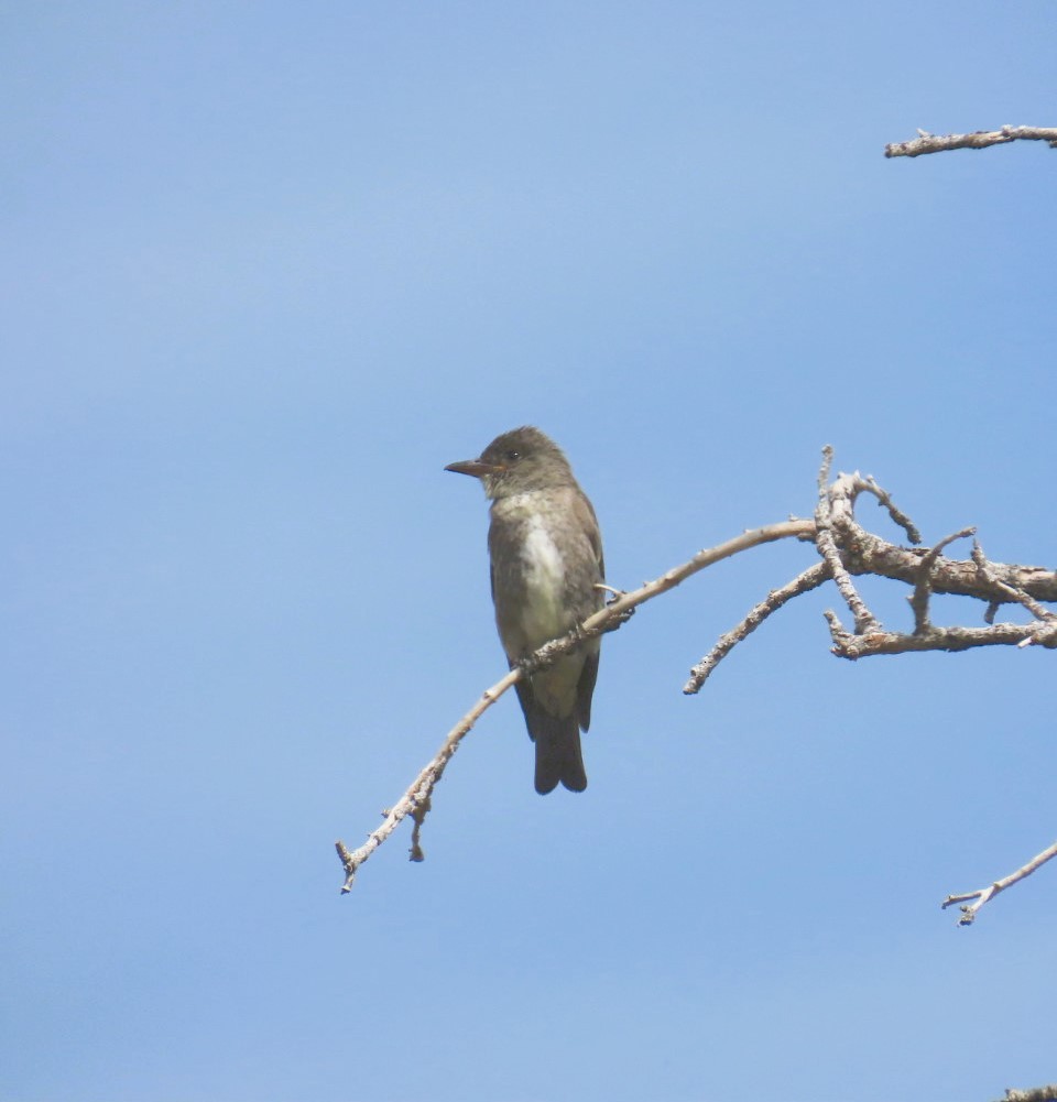 Olive-sided Flycatcher - ML622147088