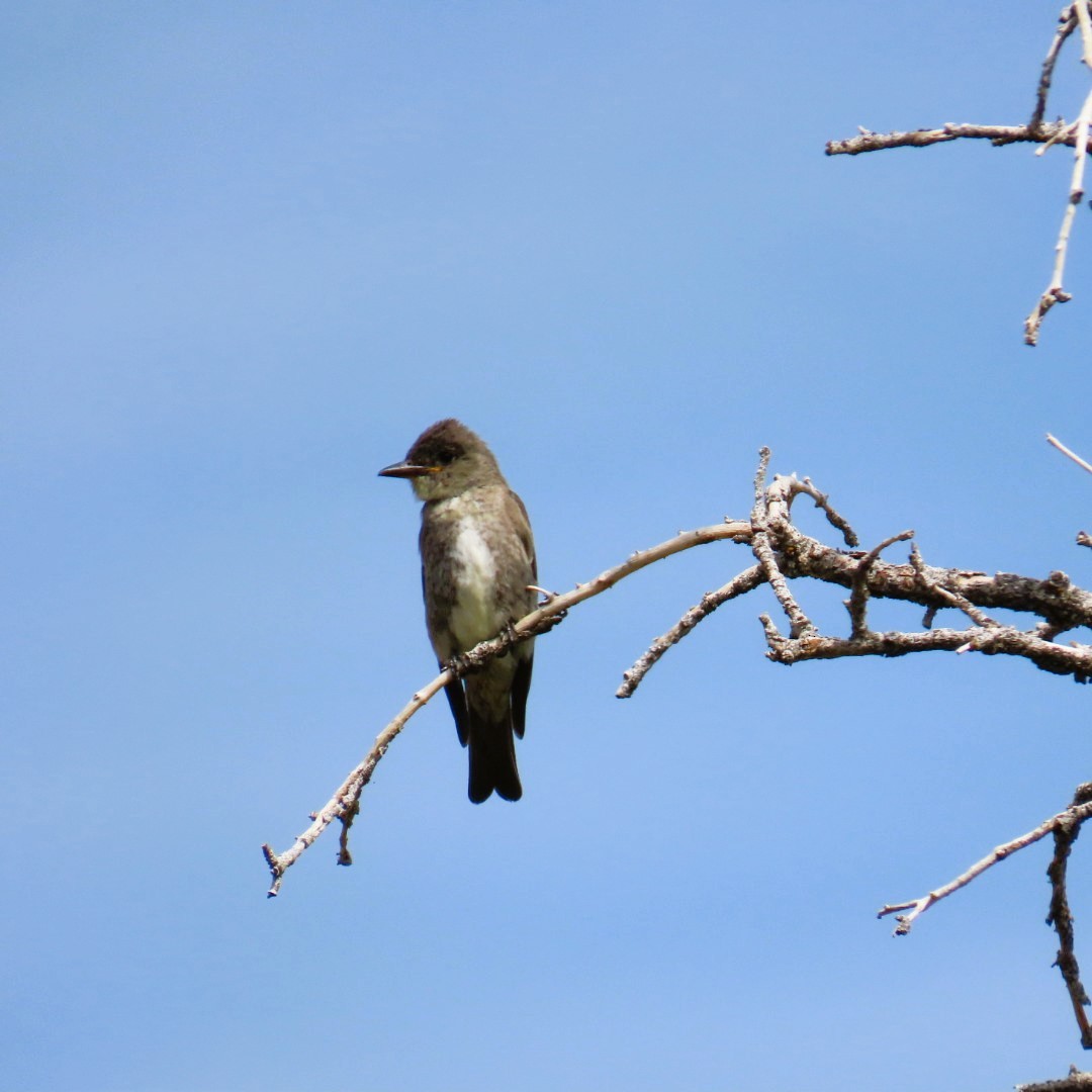 Olive-sided Flycatcher - ML622147089