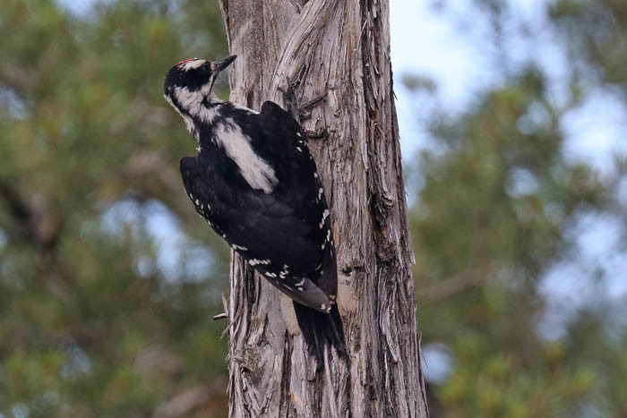 Hairy Woodpecker - ML622147090