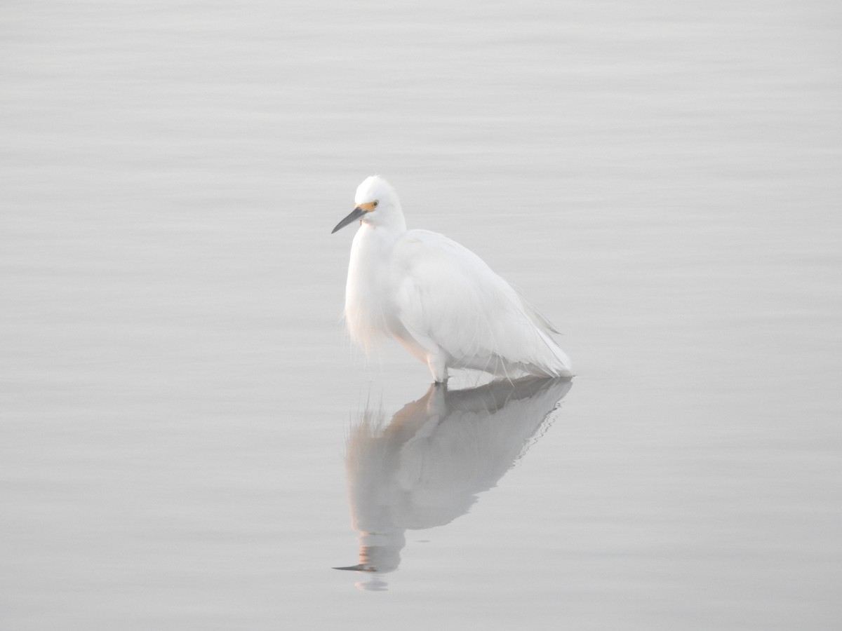 Snowy Egret - ML622147092