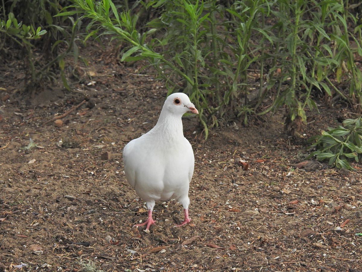 Rock Pigeon (Feral Pigeon) - Sam Talarigo