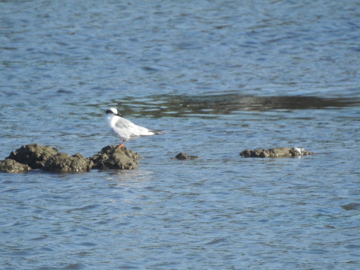 Forster's Tern - ML622147124