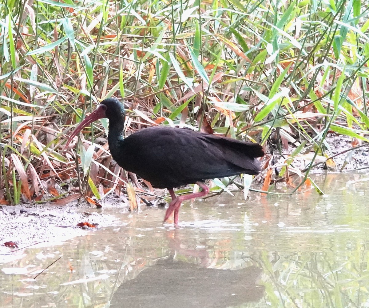 Bare-faced Ibis - Iliana Stokes