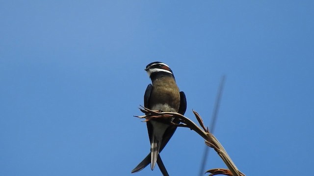 Whiskered Treeswift - ML622147150