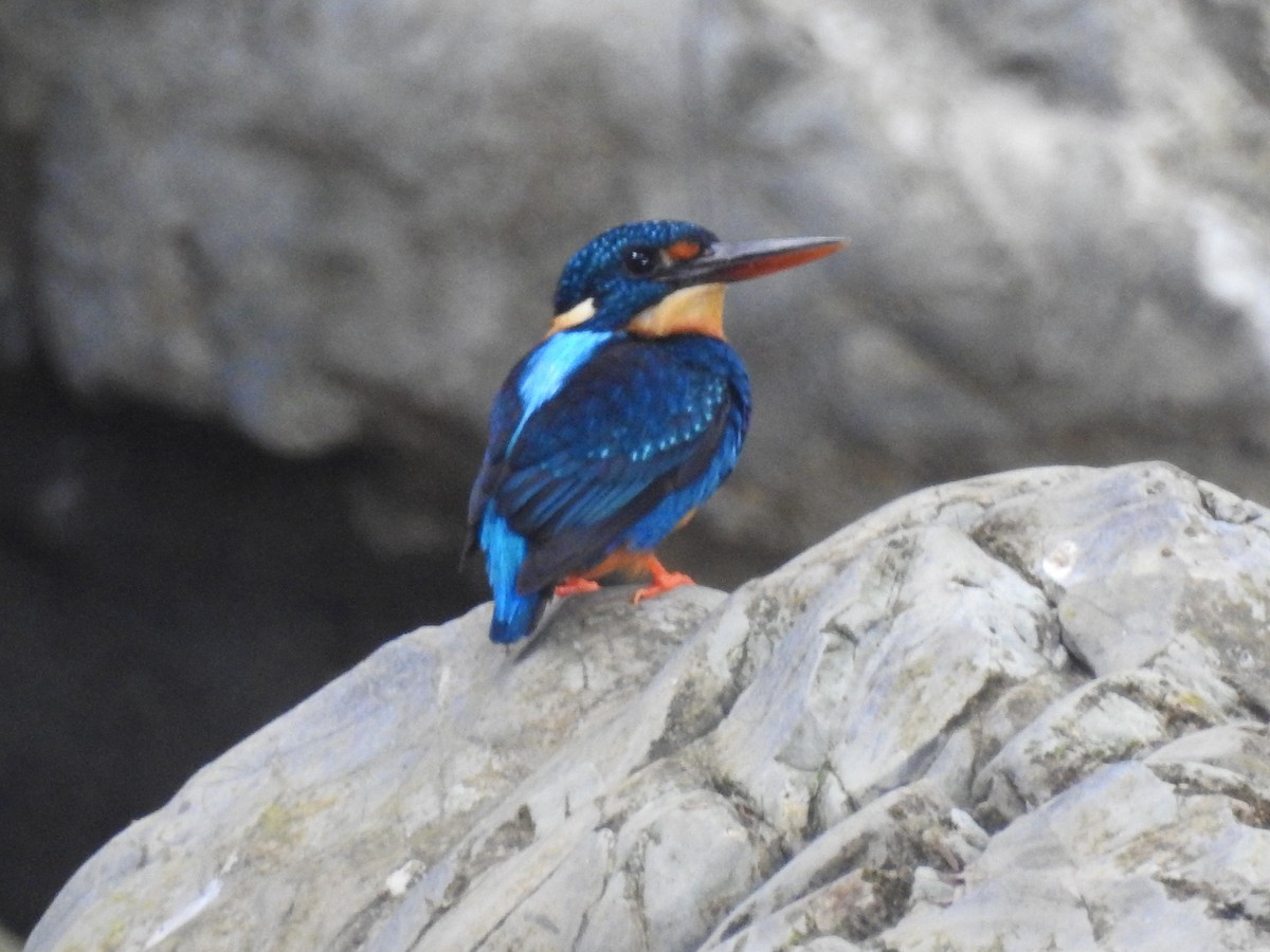 ledňáček luzonský (ssp. cyanopectus) - ML622147152