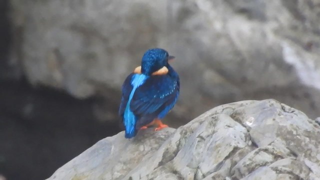 Martin-pêcheur à poitrine bleue (cyanopectus) - ML622147154