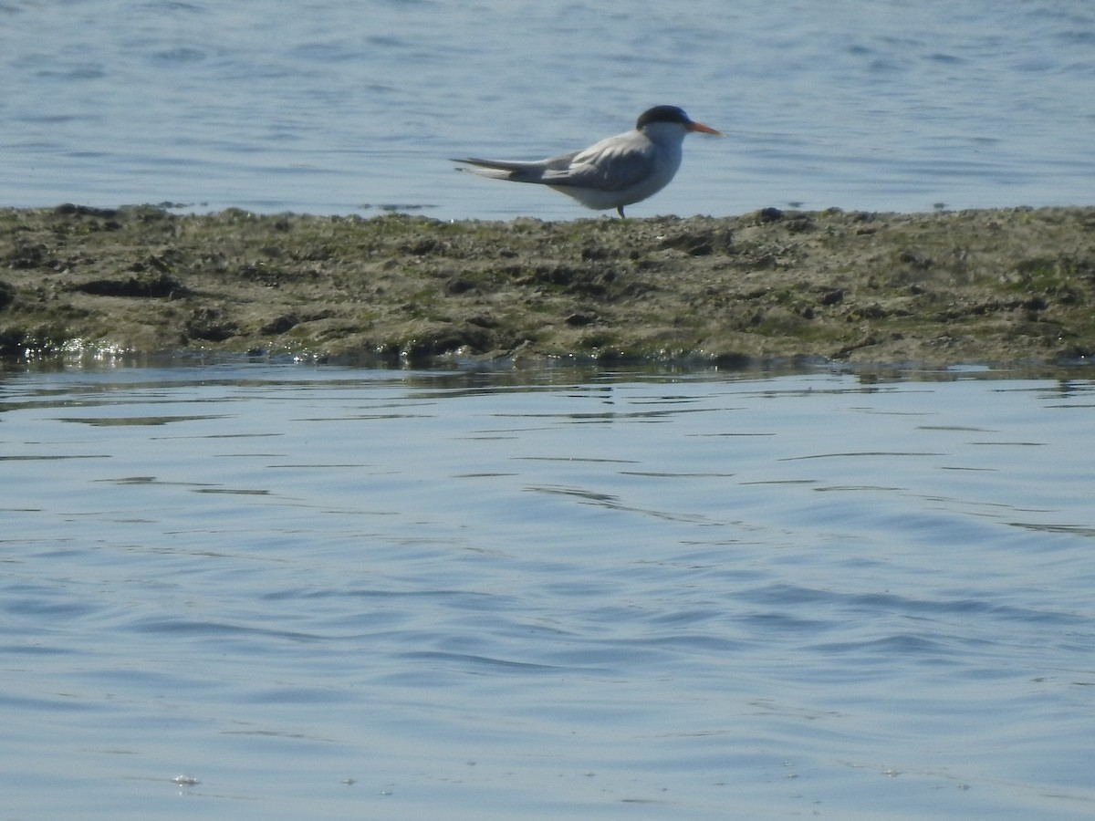 Least Tern - ML622147158