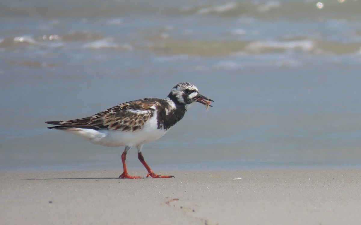 Ruddy Turnstone - ML622147160