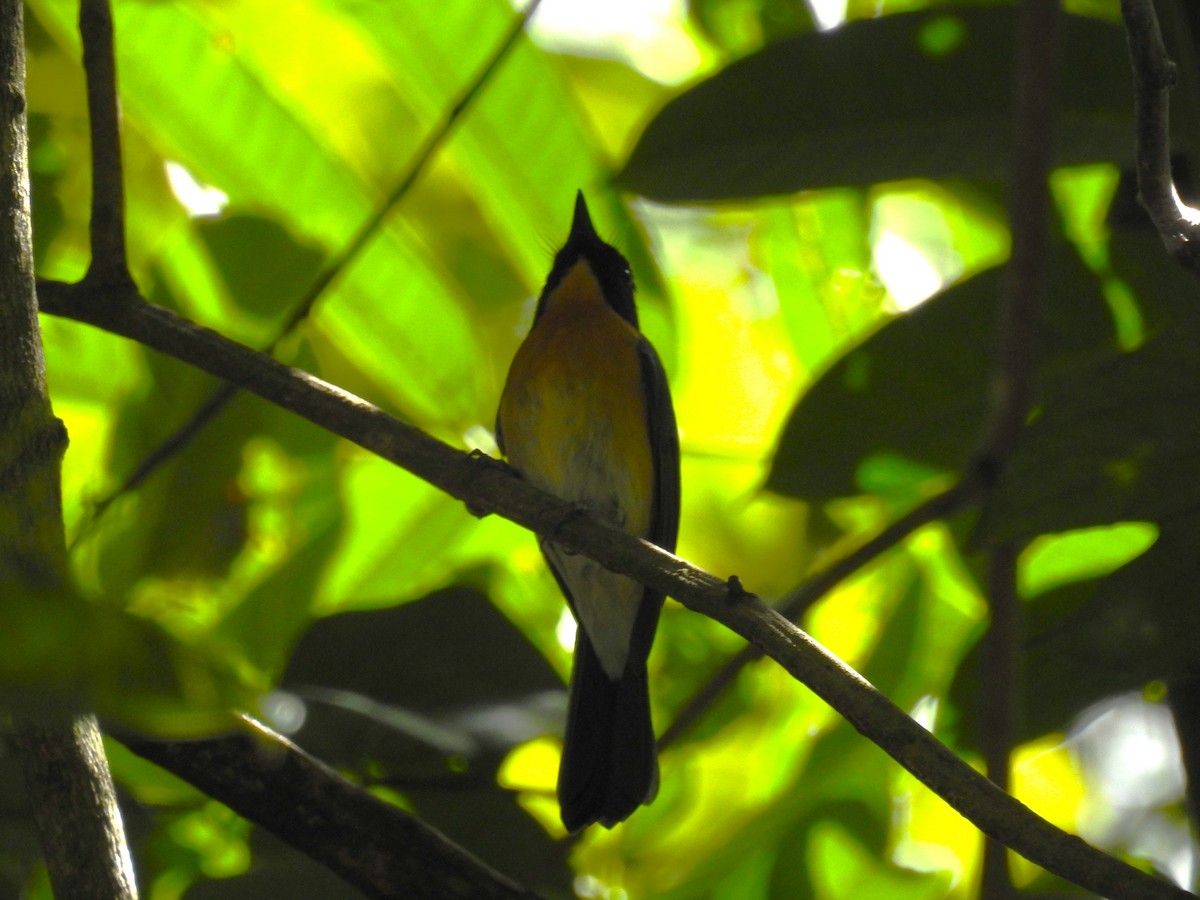 Mangrove Blue Flycatcher (Philippine) - ML622147175