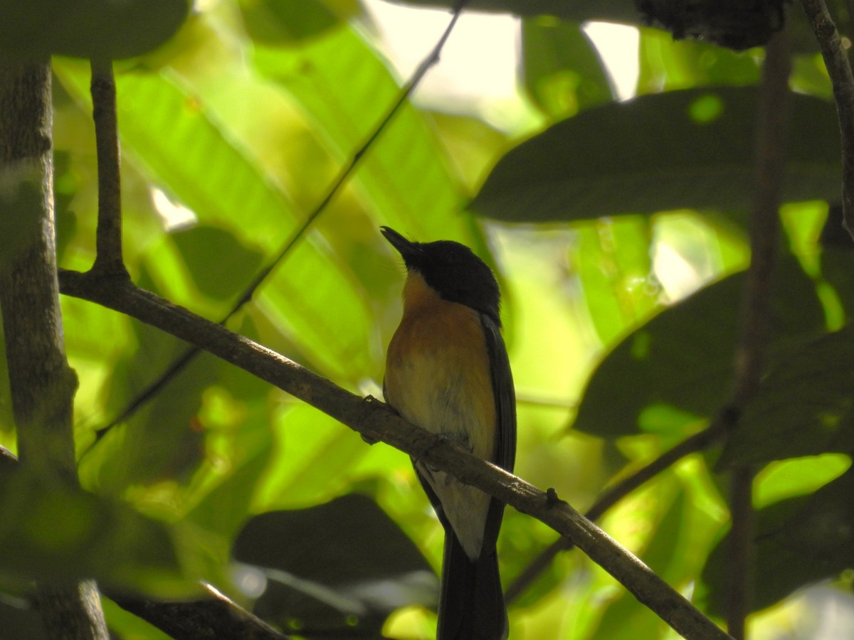 Mangrove Blue Flycatcher (Philippine) - ML622147180