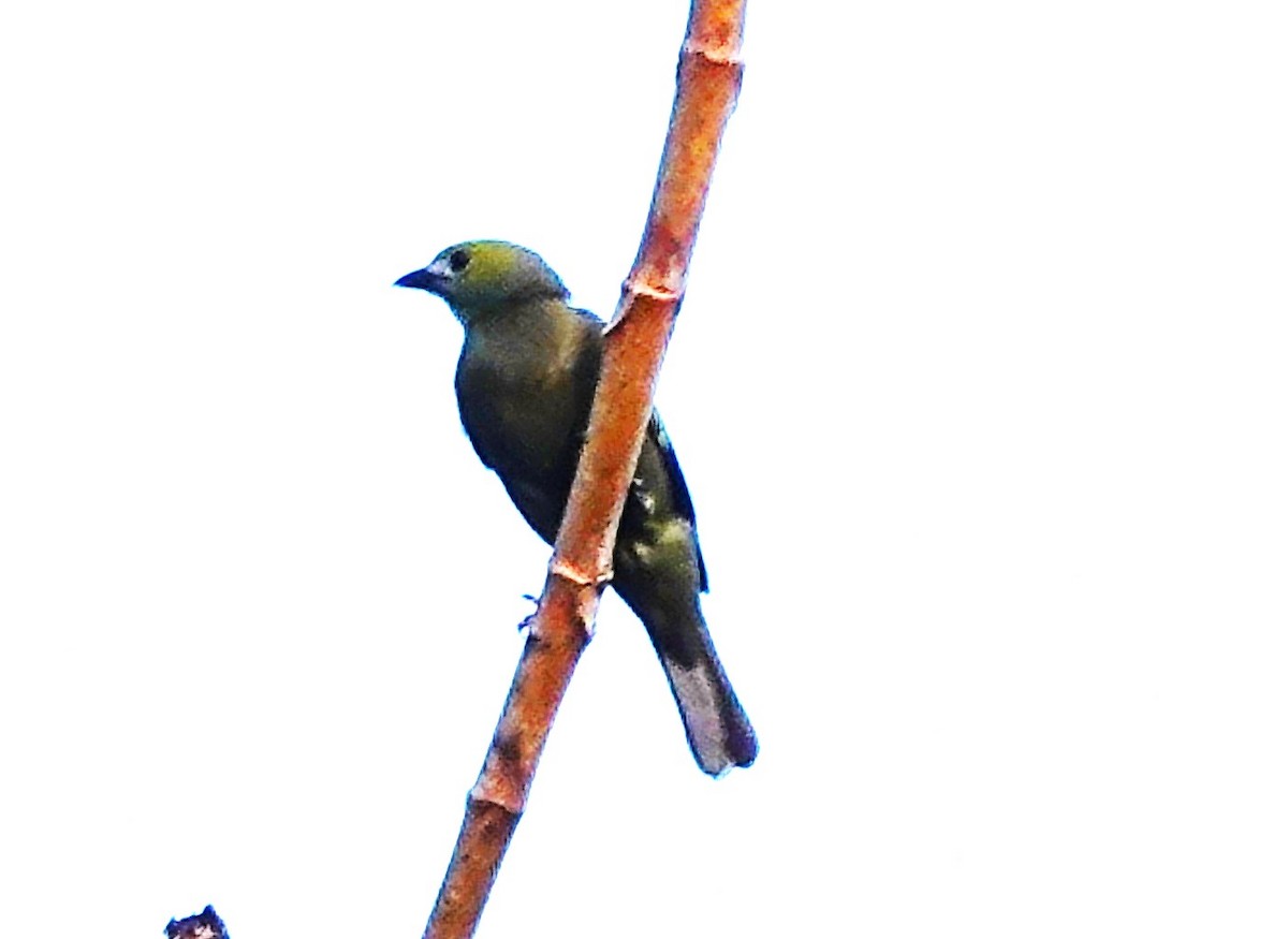 Golden-hooded Tanager - ML622147182