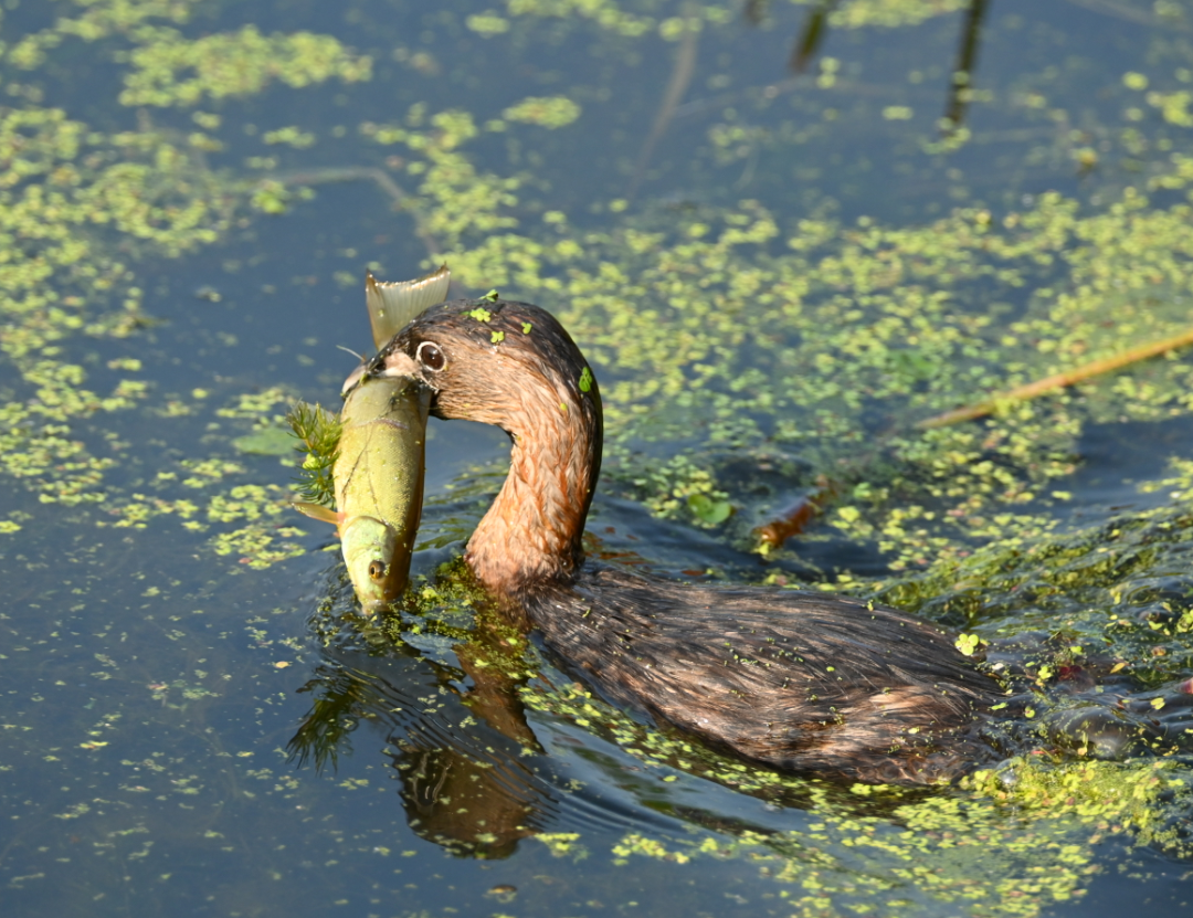 Pied-billed Grebe - ML622147185