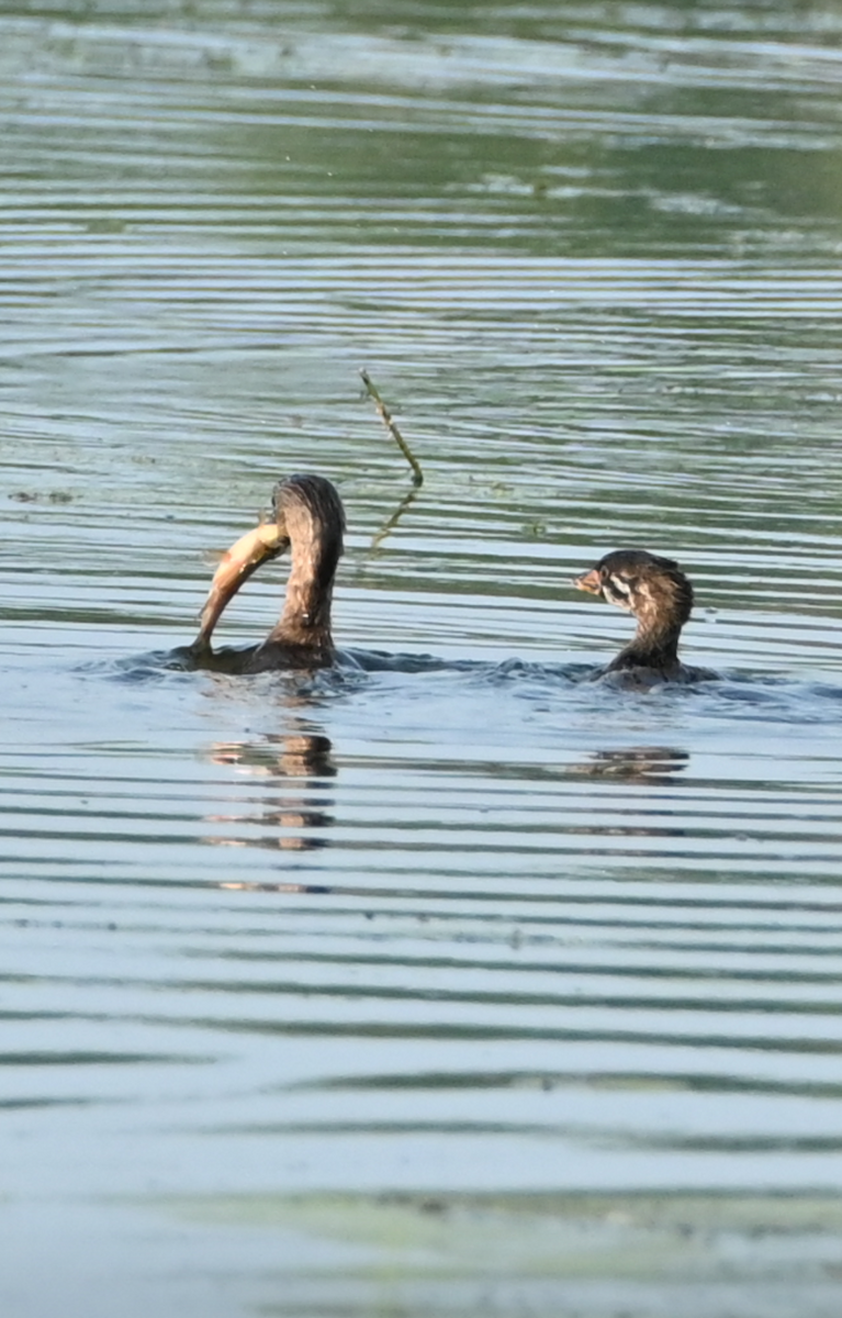 Pied-billed Grebe - ML622147186