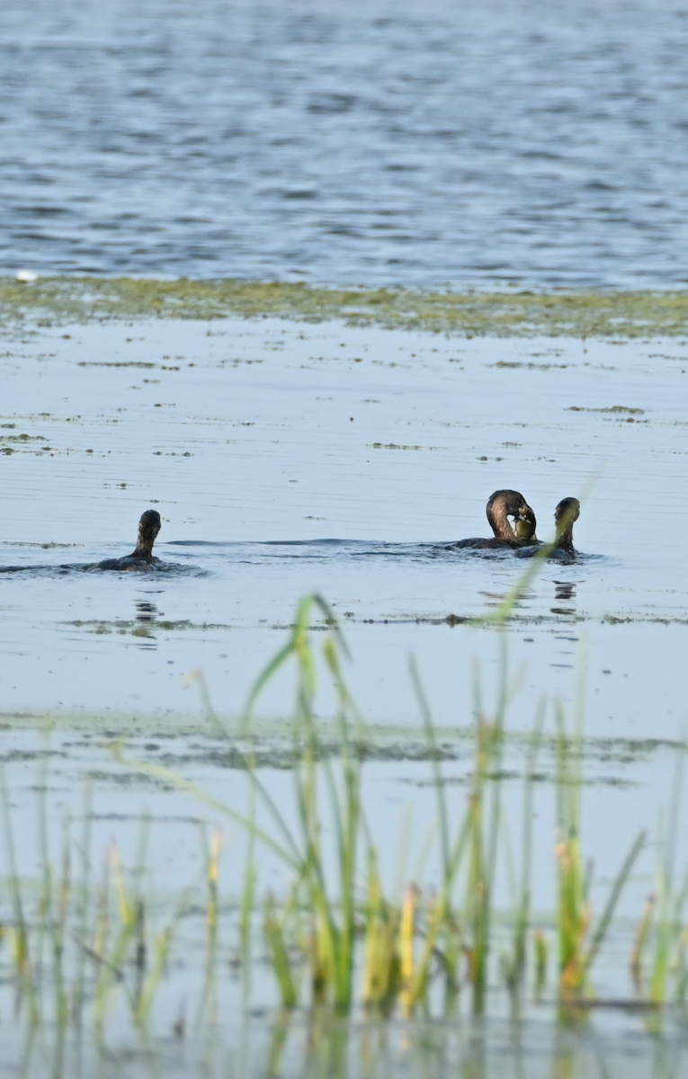 Pied-billed Grebe - ML622147187