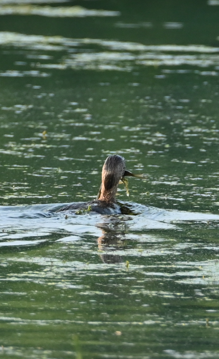 Pied-billed Grebe - ML622147189