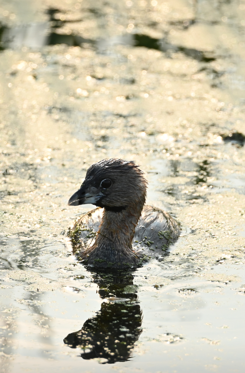 Pied-billed Grebe - ML622147190