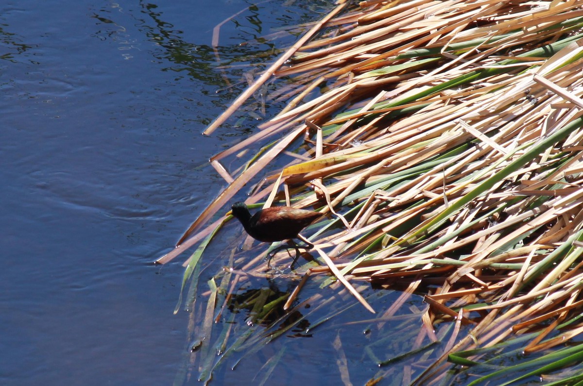 Northern Jacana - ML622147197