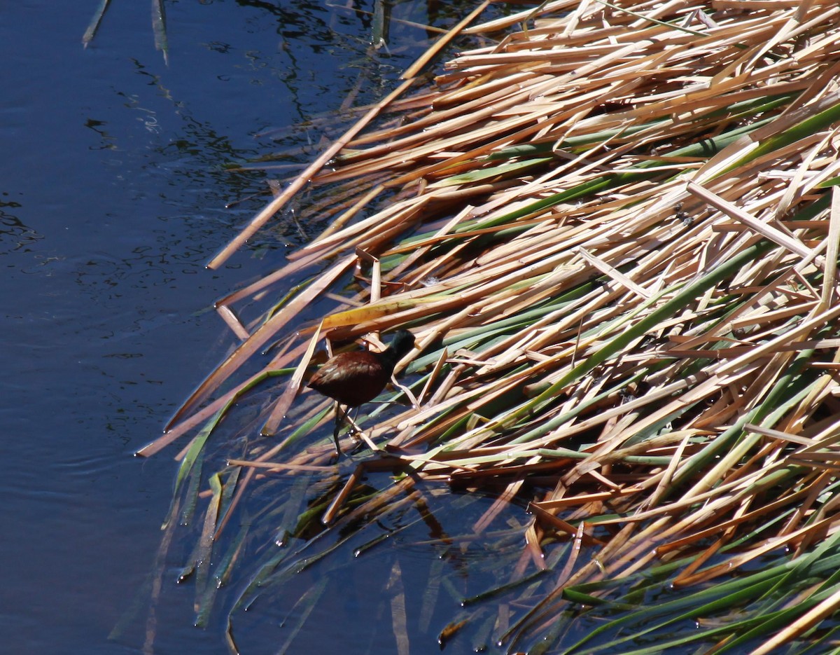 Northern Jacana - ML622147198