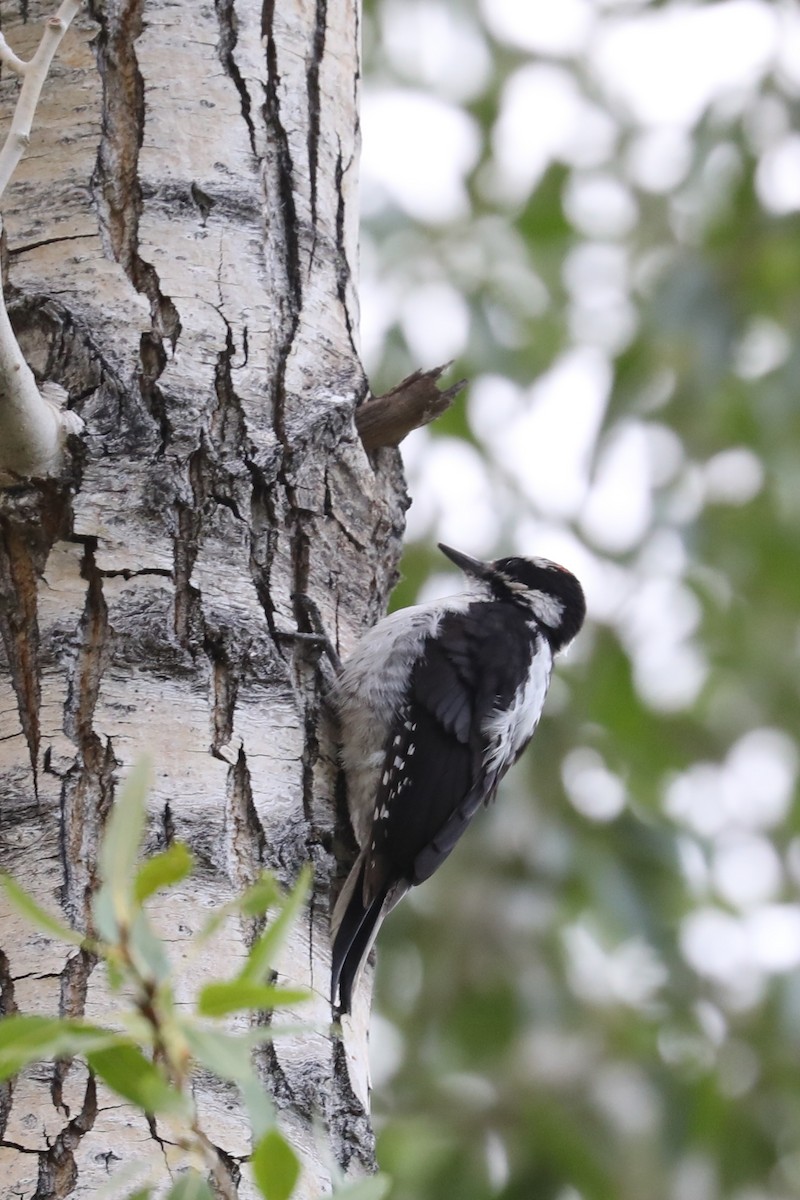 Hairy Woodpecker - ML622147201