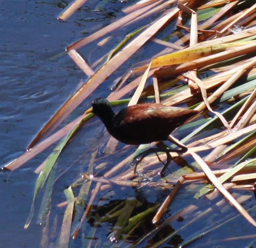 Northern Jacana - Larry Bennett