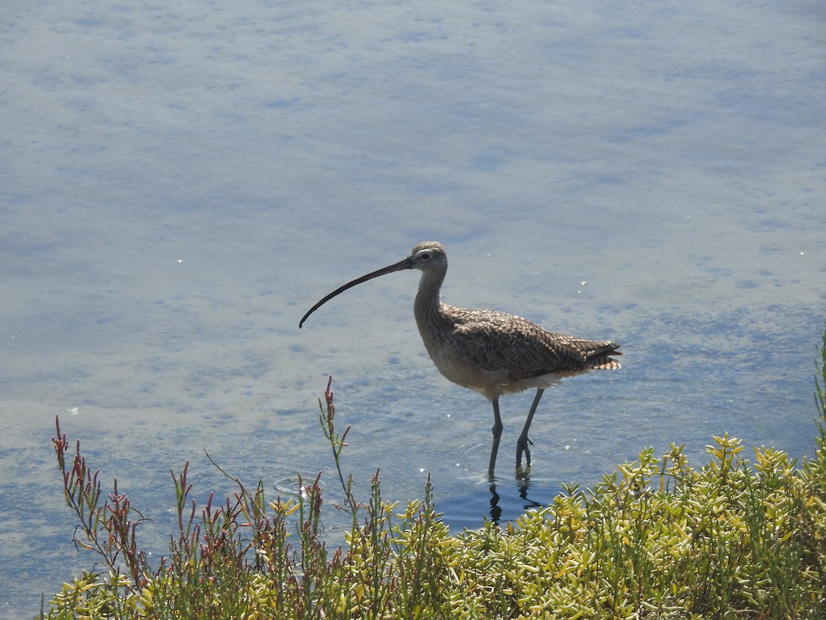 Long-billed Curlew - ML622147219