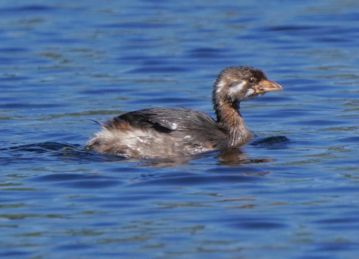 Pied-billed Grebe - ML622147233