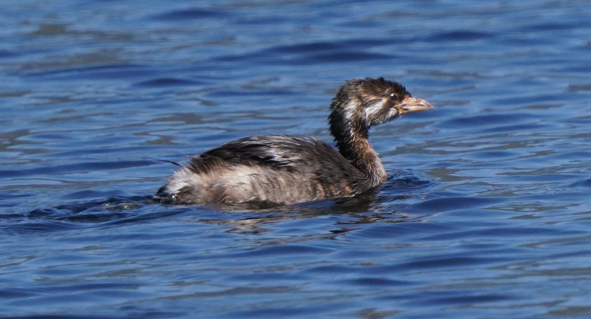 Pied-billed Grebe - Richard Block