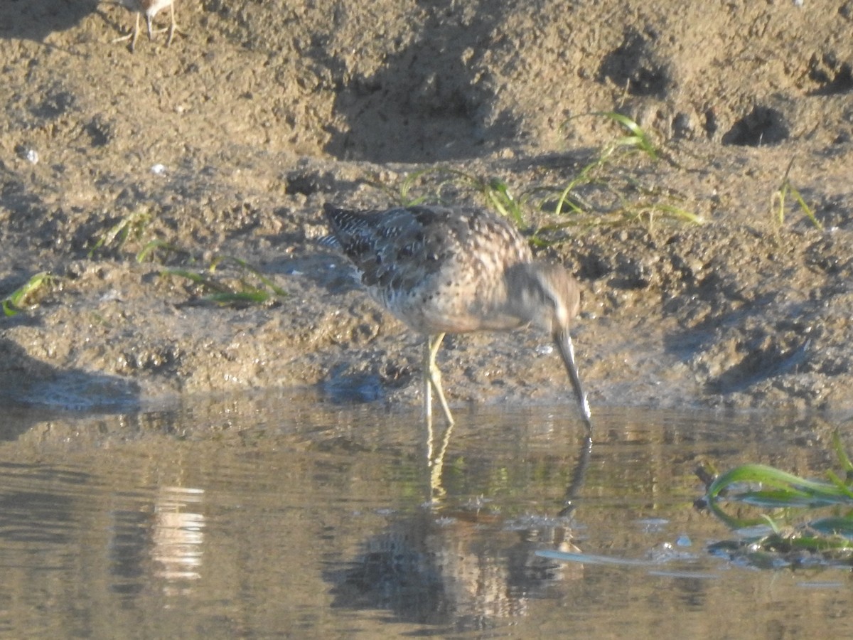 Short-billed Dowitcher - ML622147263