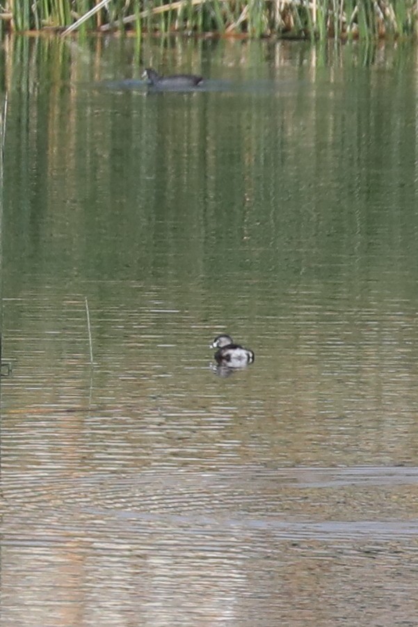 Pied-billed Grebe - ML622147273