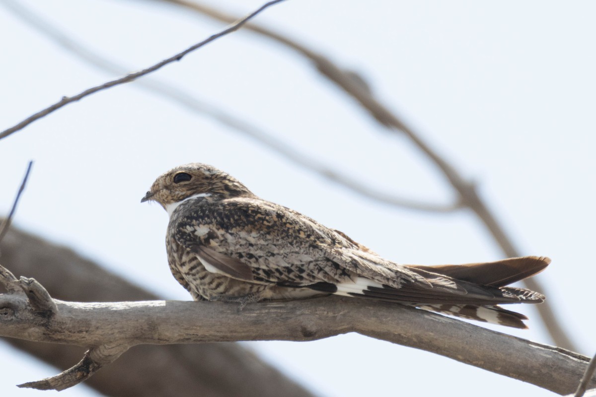 Common Nighthawk - Steven Self