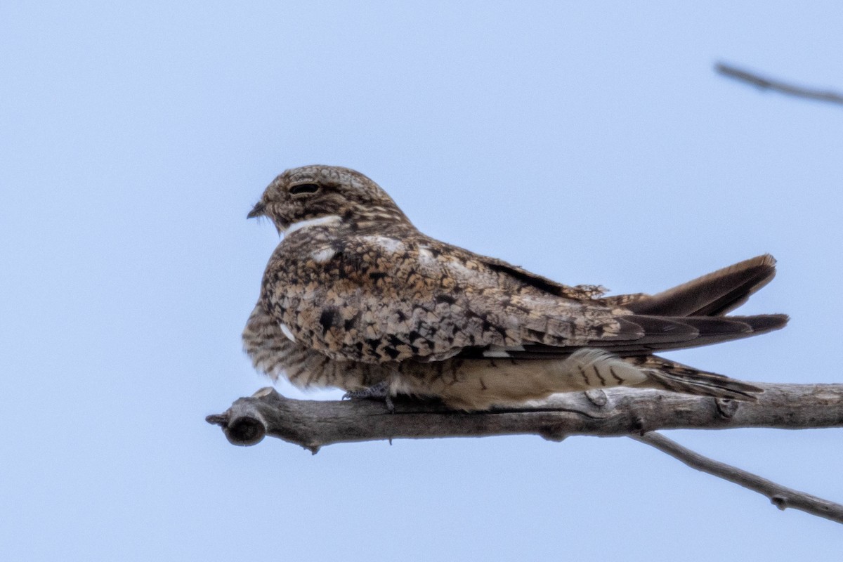 Common Nighthawk - ML622147280