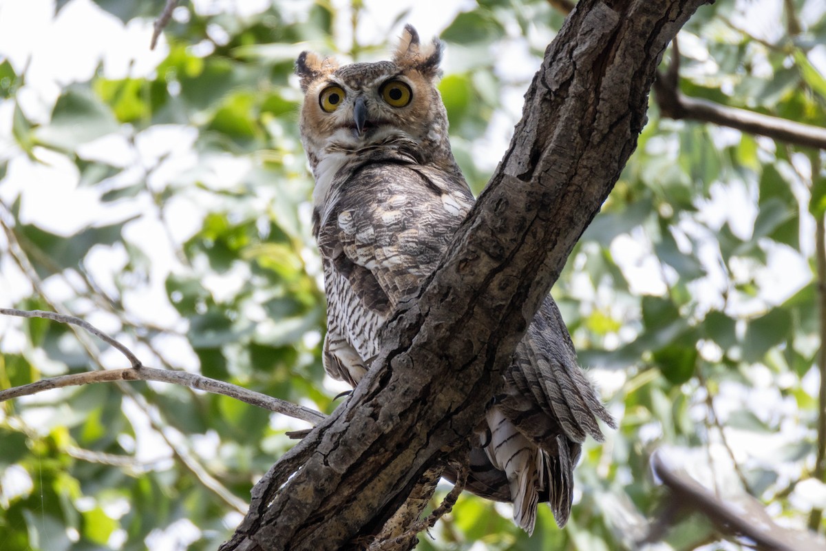 Great Horned Owl - ML622147299