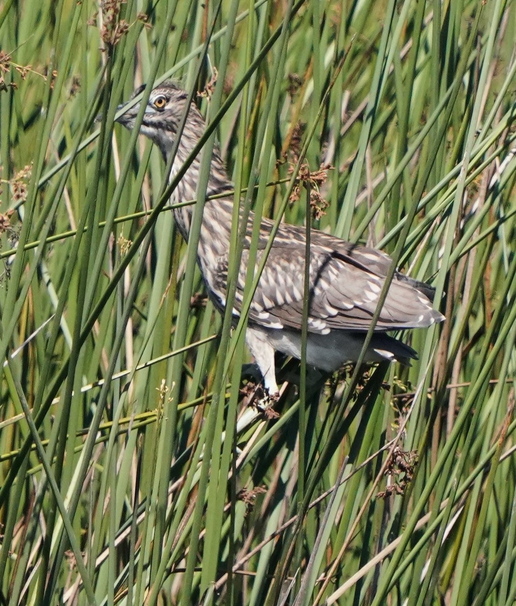 Black-crowned Night Heron - ML622147304