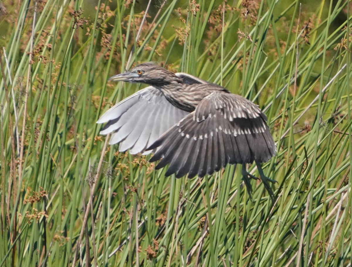 Black-crowned Night Heron - ML622147305