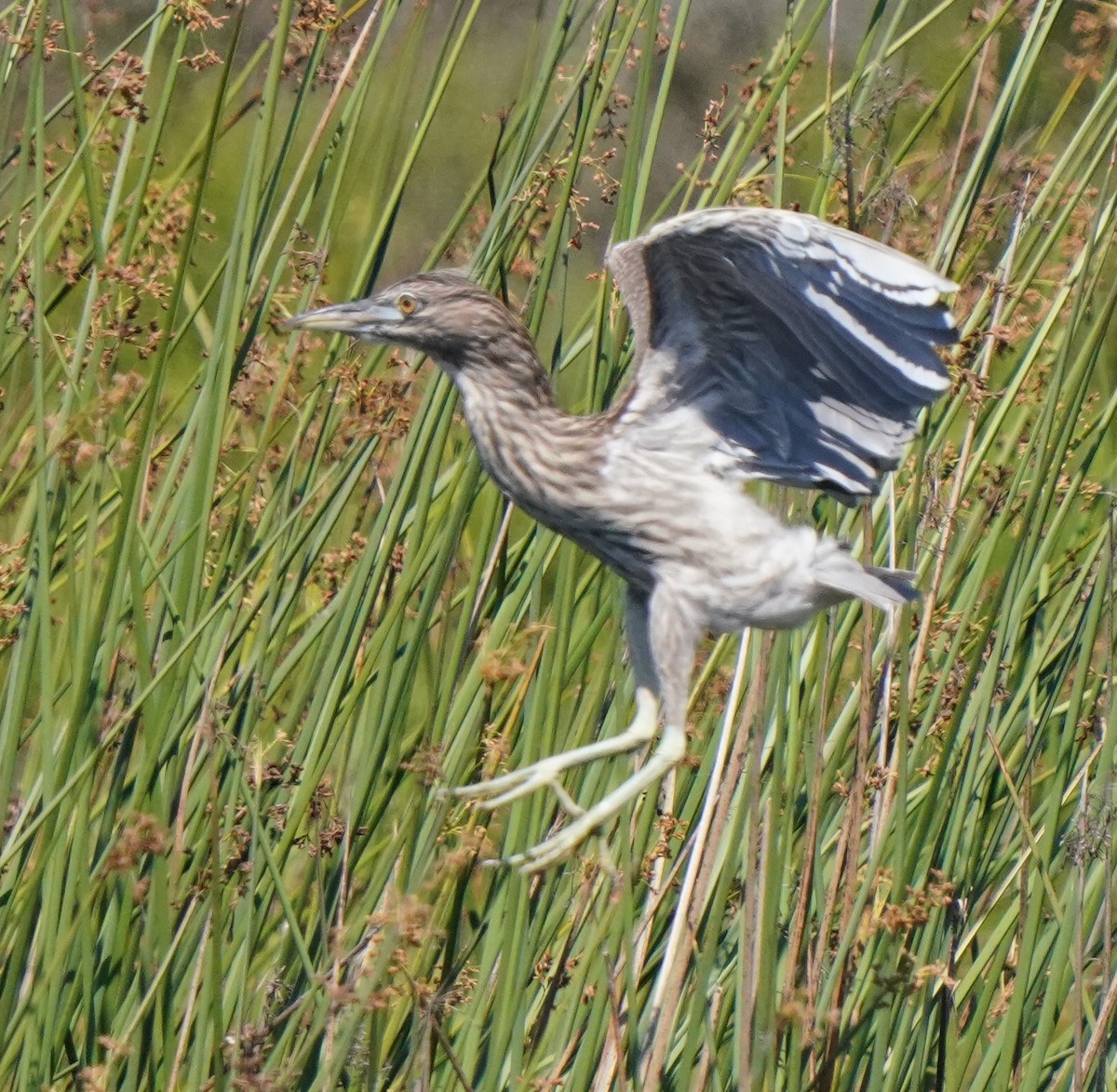 Black-crowned Night Heron - ML622147306