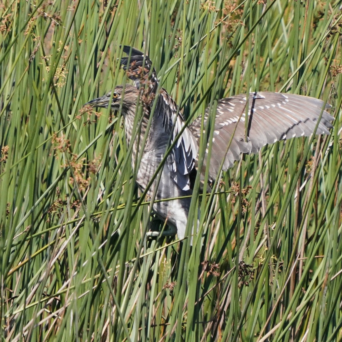 Black-crowned Night Heron - ML622147307