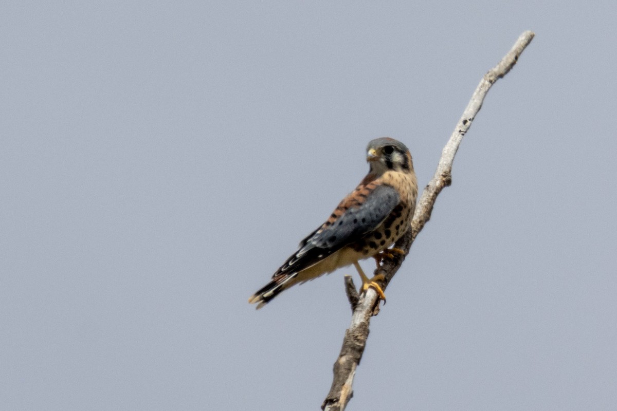 American Kestrel - ML622147310