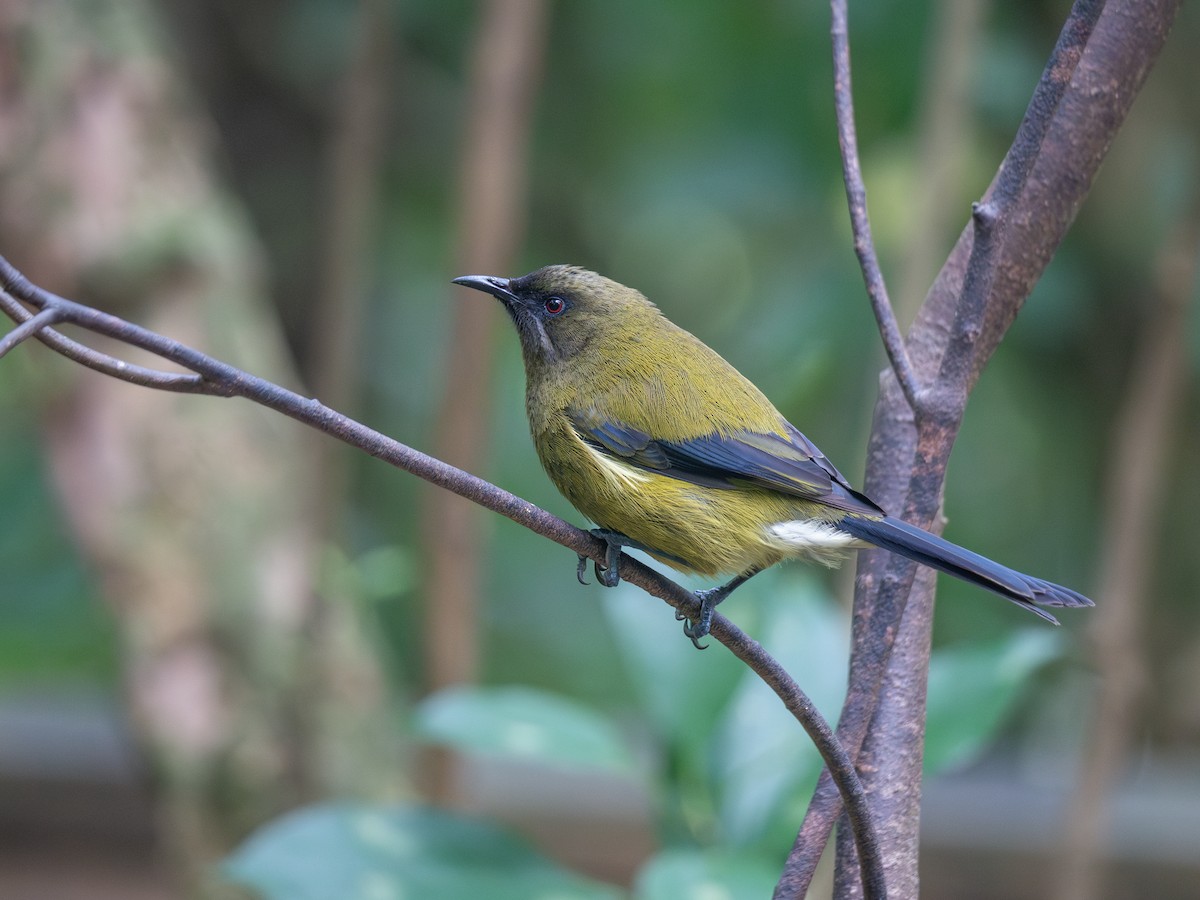 New Zealand Bellbird - ML622147359