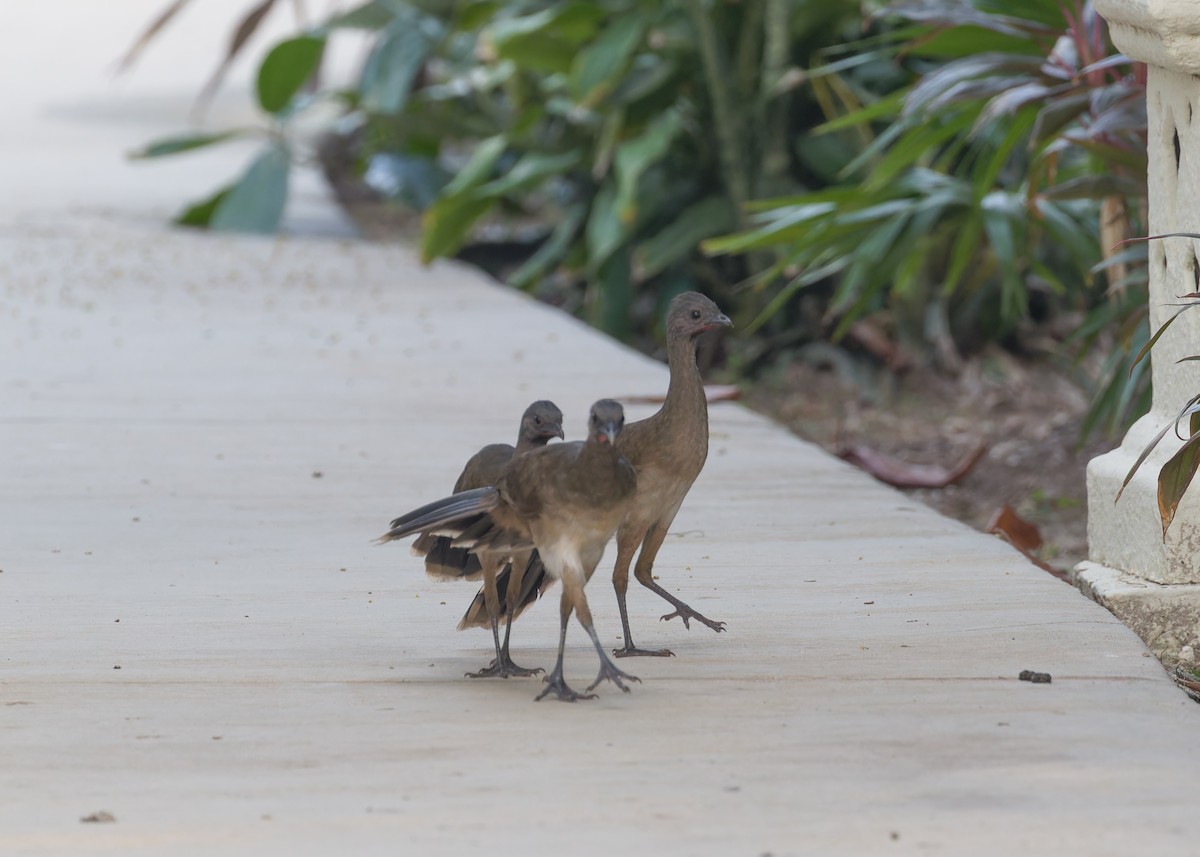 Plain Chachalaca - ML622147418