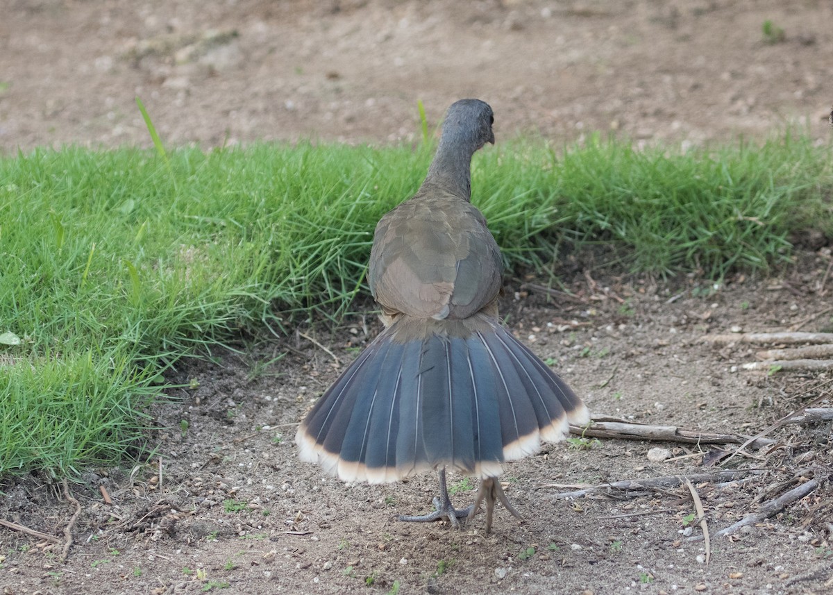 Plain Chachalaca - ML622147450