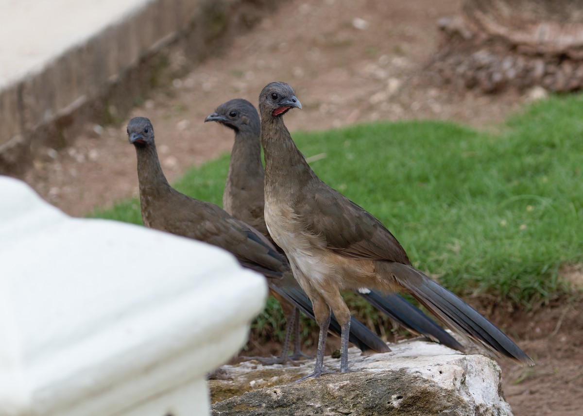 Plain Chachalaca - ML622147453