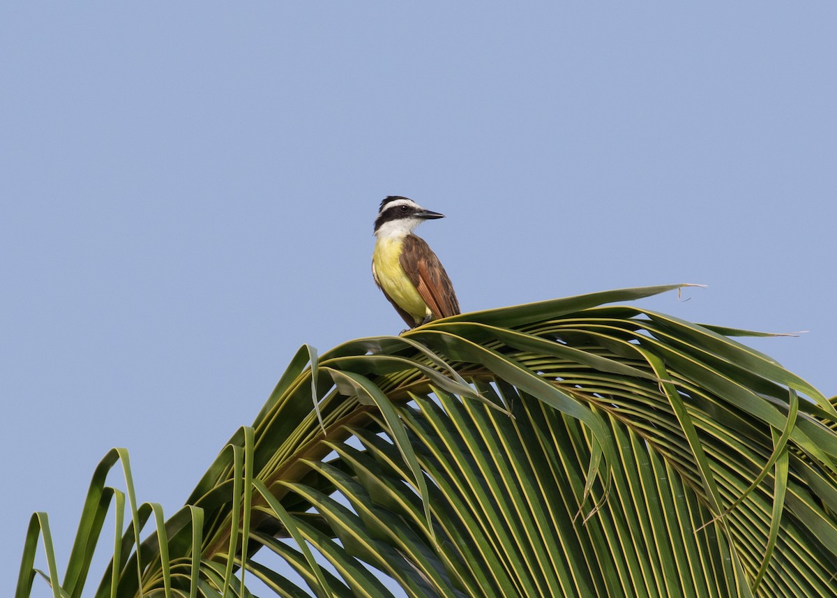 Great Kiskadee - ML622147461