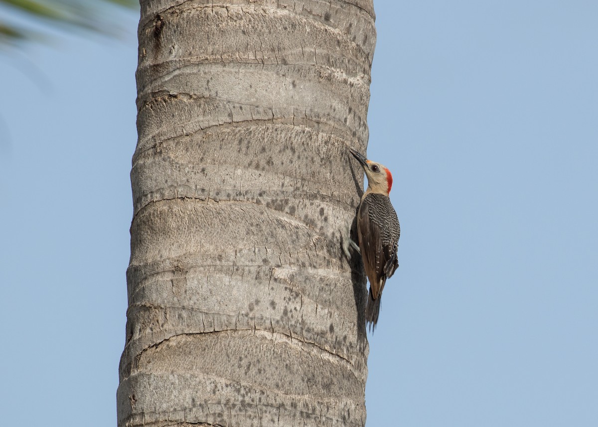 Golden-fronted Woodpecker (Velasquez's) - ML622147469