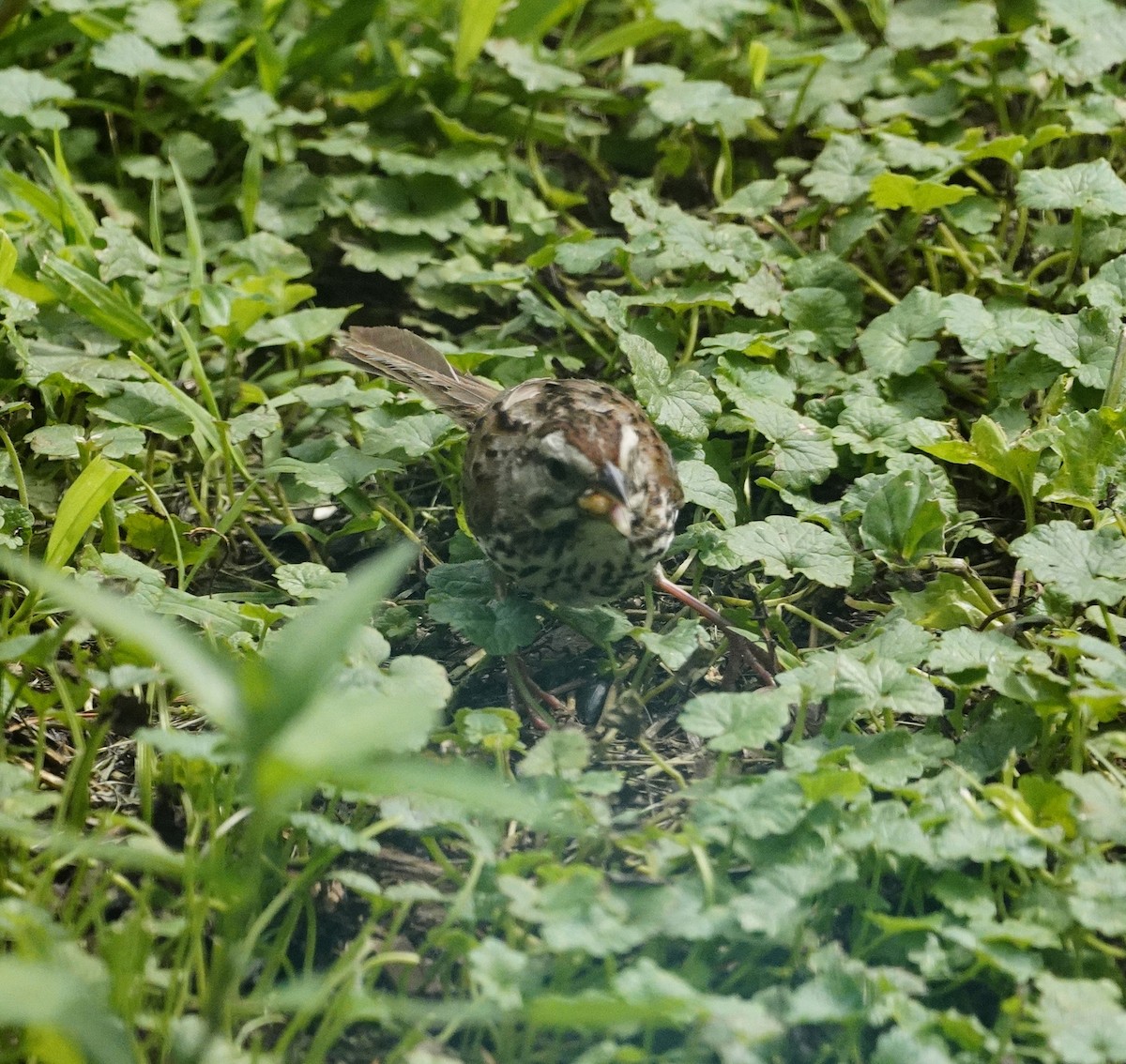 Chipping Sparrow - ML622147487