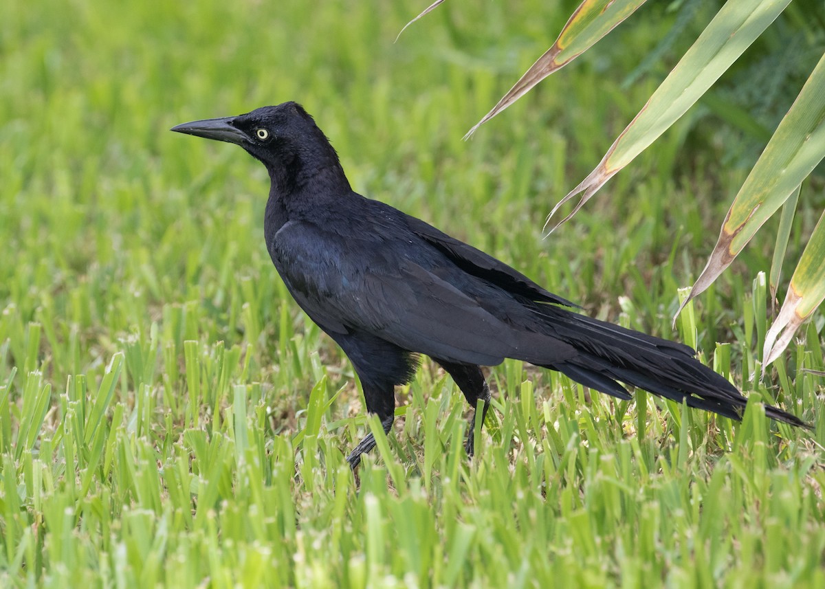 Great-tailed Grackle - ML622147489