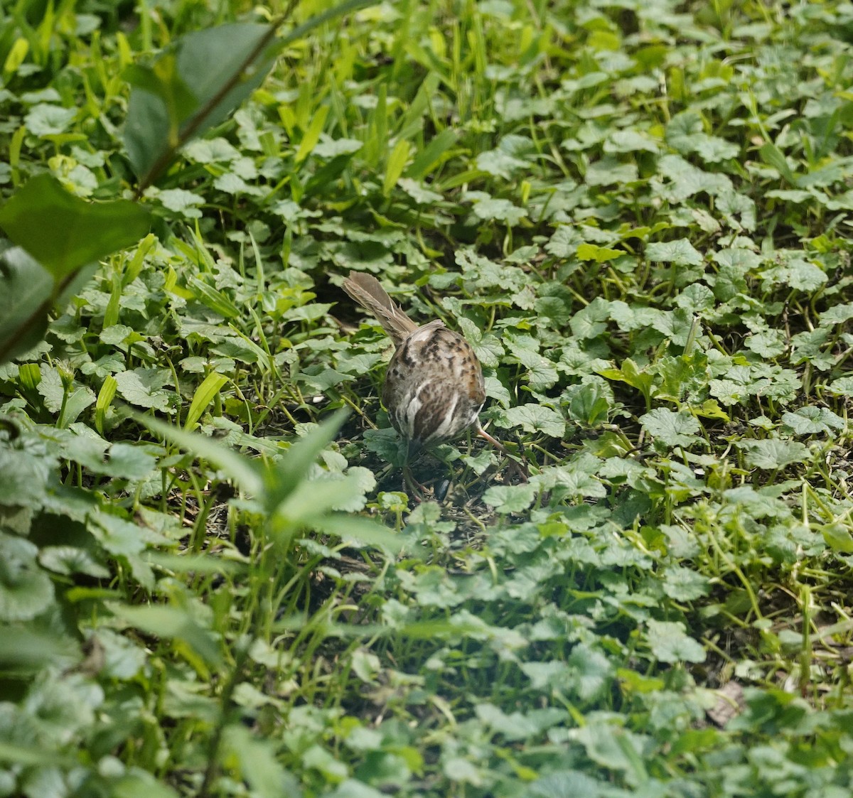 Chipping Sparrow - ML622147490